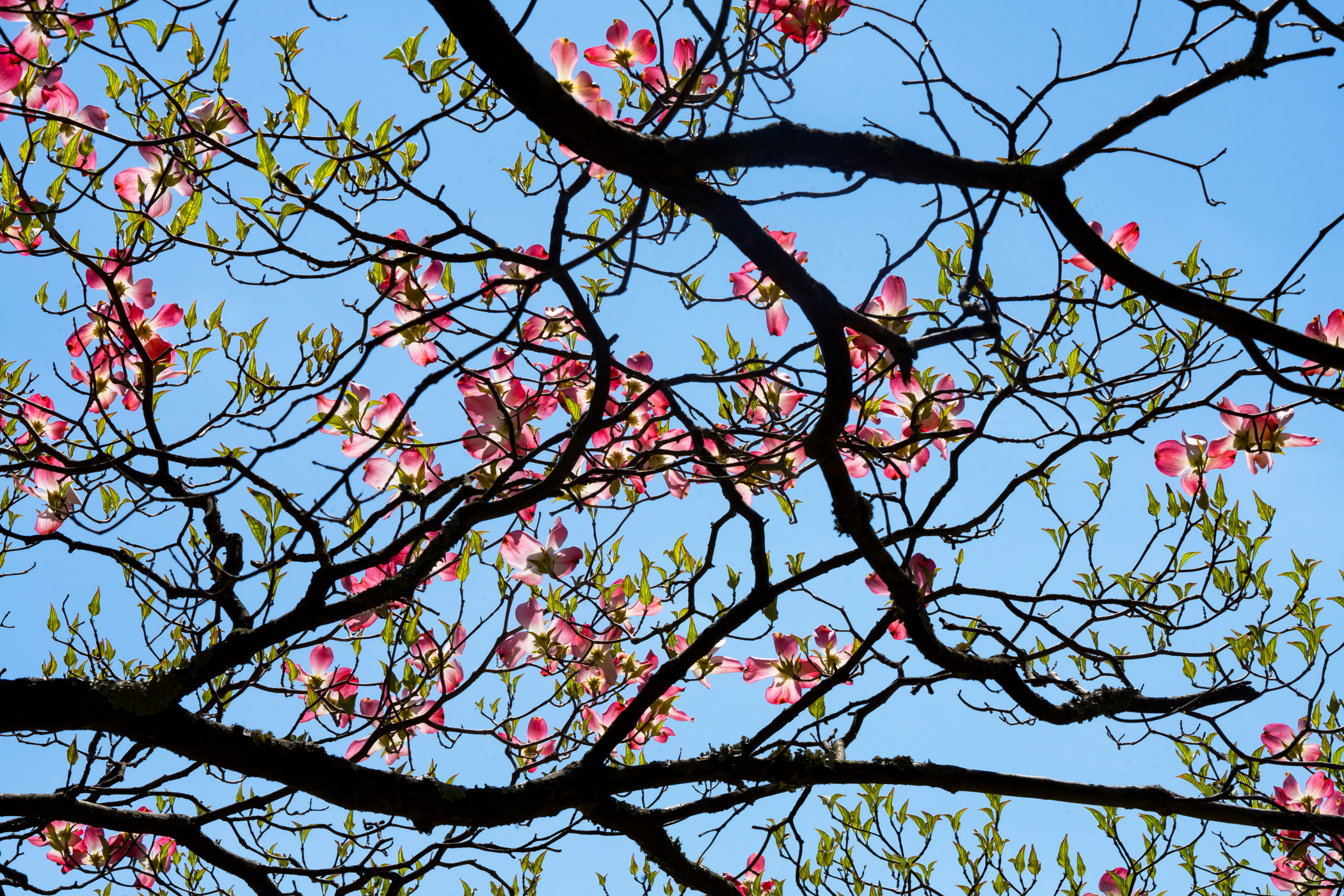 Floruit