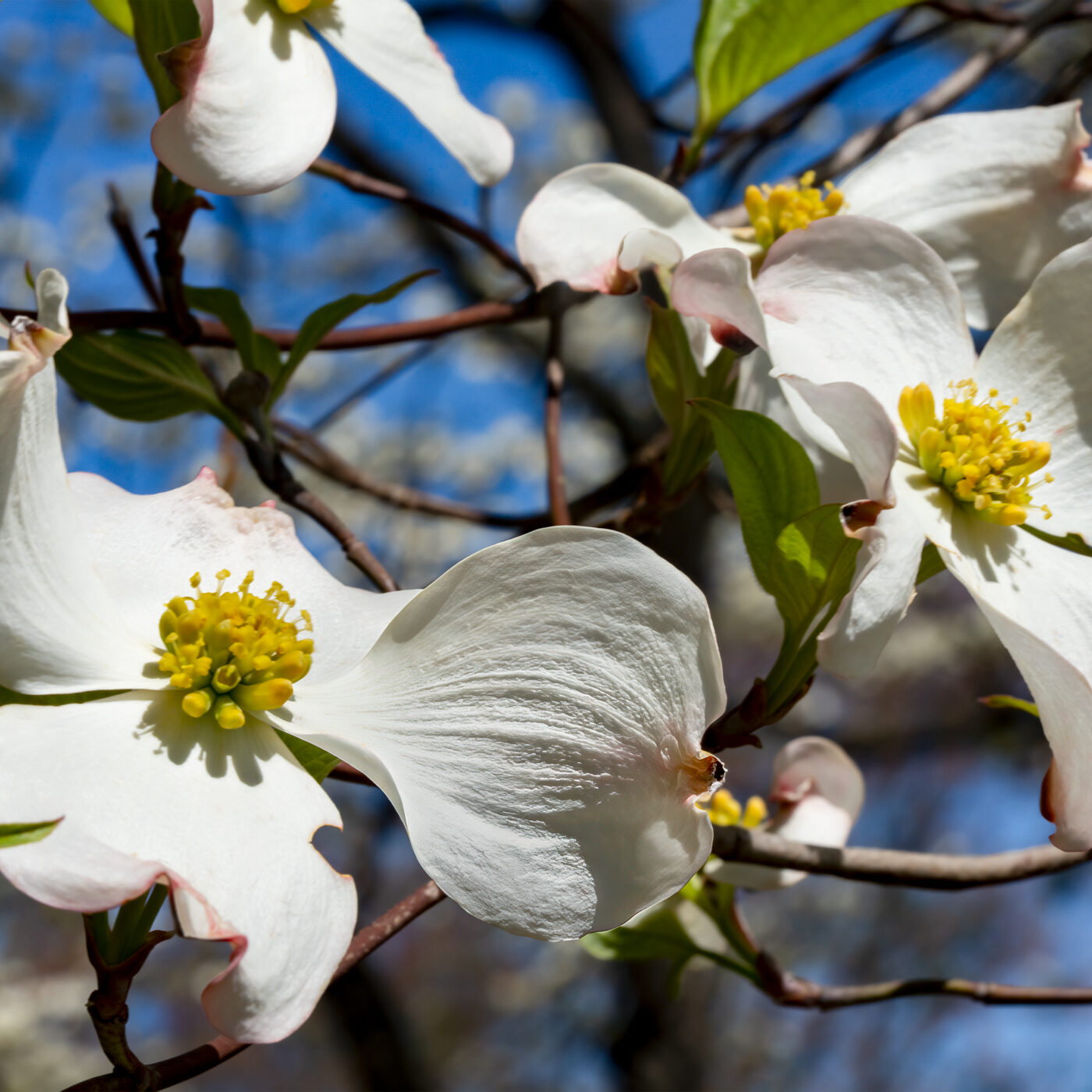 White dogwood flowers against blue sky.