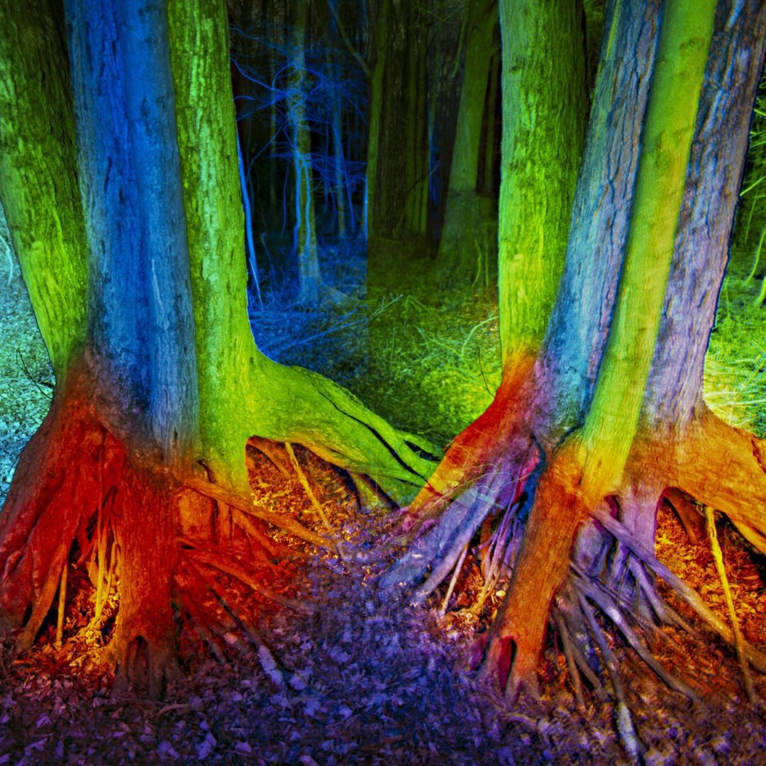 Colorful lights illuminating tree roots at night.