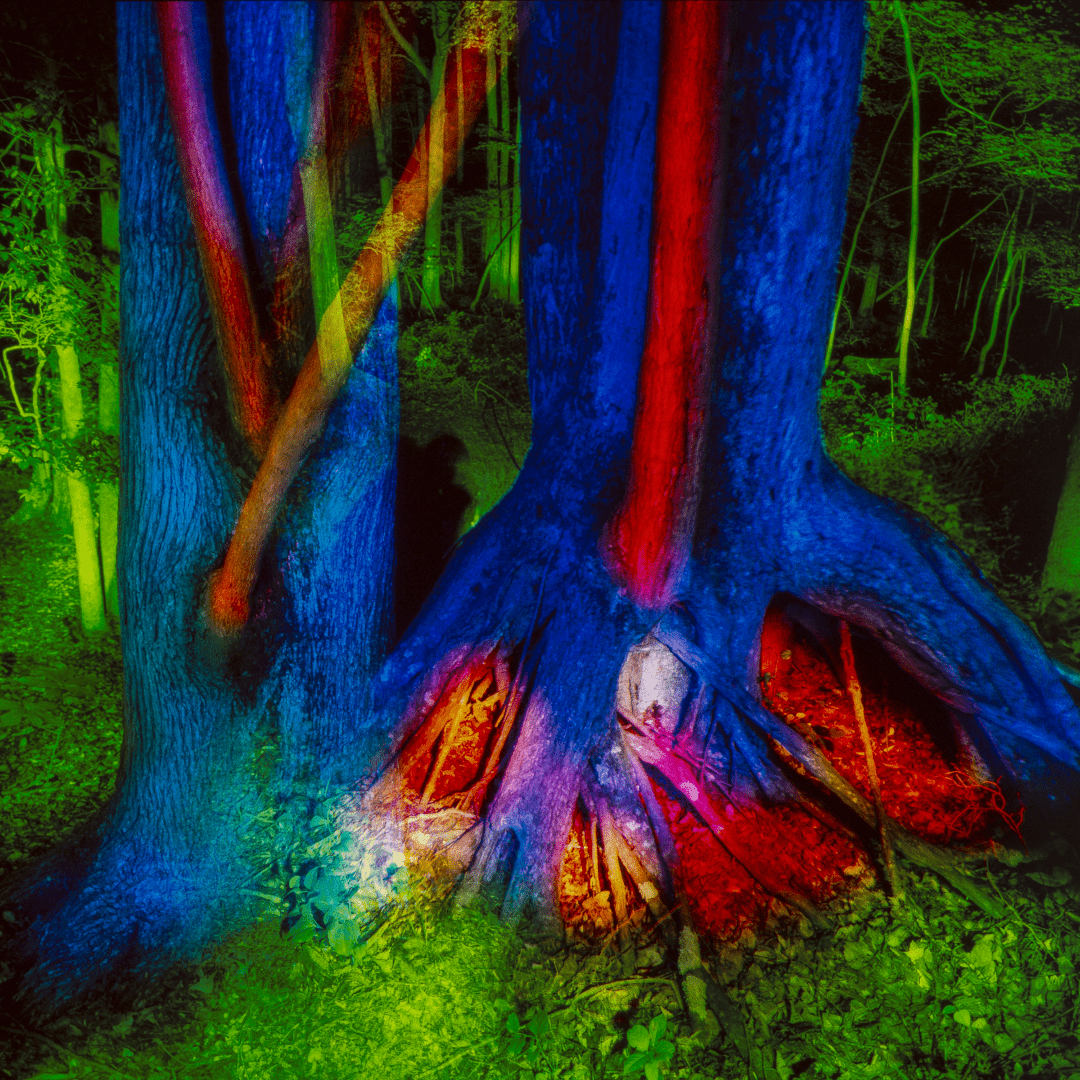 Colorfully illuminated trees in a forest.