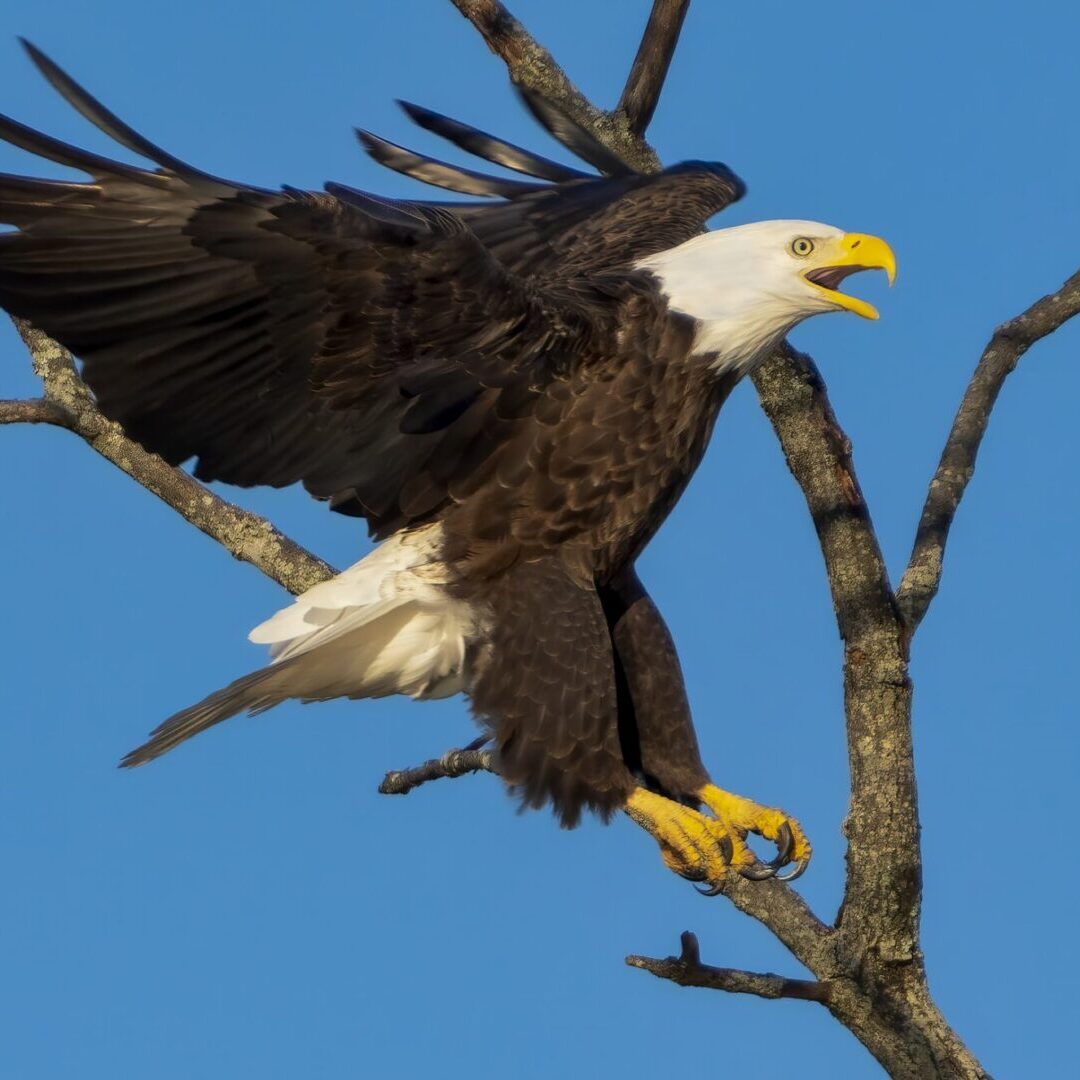 Bald eagle landing on a tree branch.